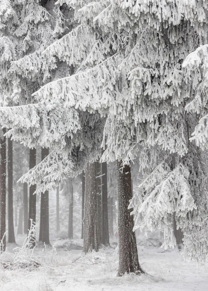 Winter Forest 2 | Poster