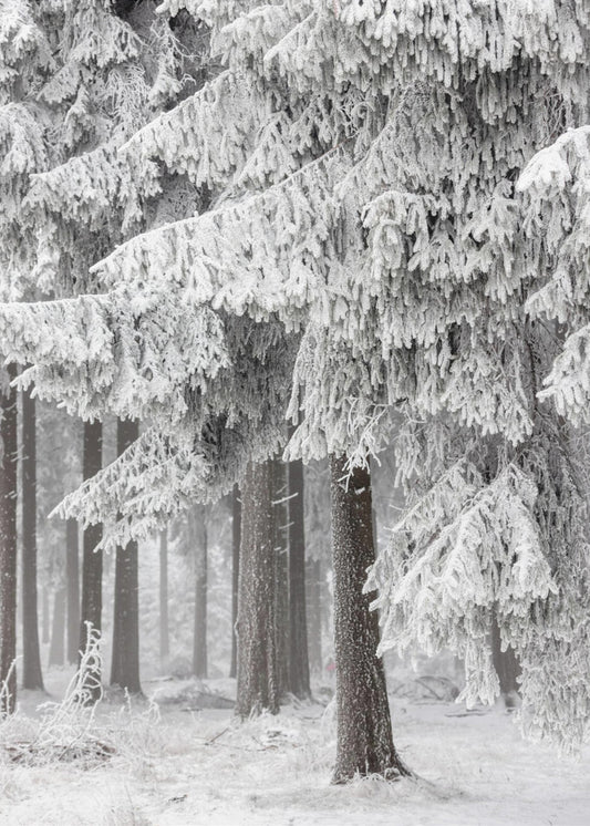 Winter Forest 2 | Poster