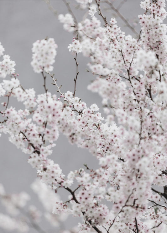 Colorful Spring 6 | Poster