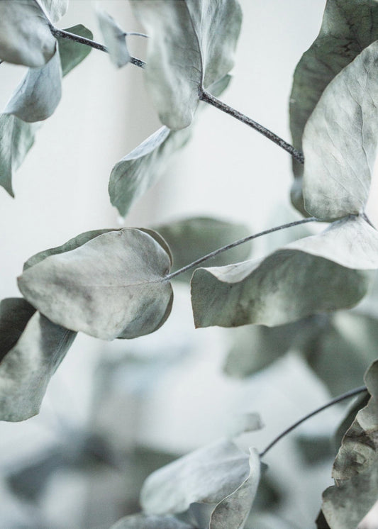 Eucalyptus 8 | Canvas