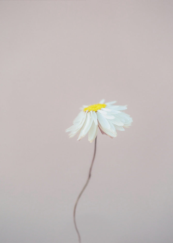 Fragile 1 | Canvas
