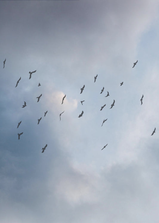 Free As a Bird | Poster