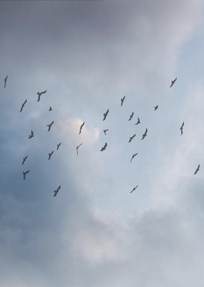 Free As a Bird | Canvas