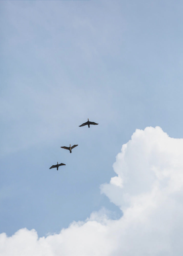 Flying Home | Poster