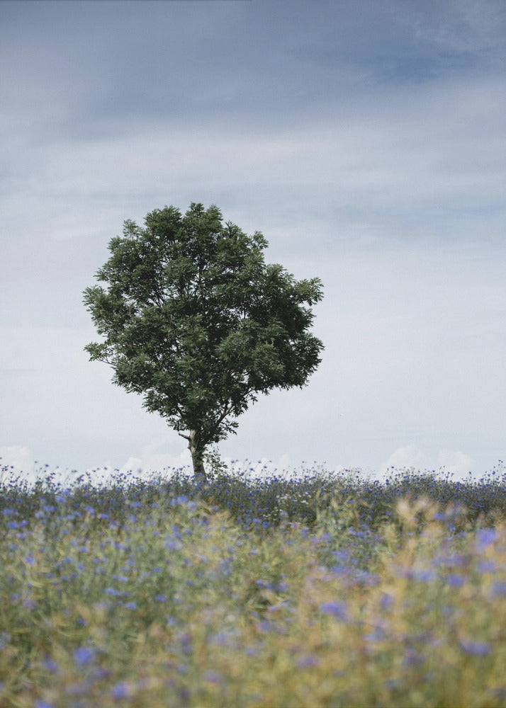 Summer Meadow | Canvas
