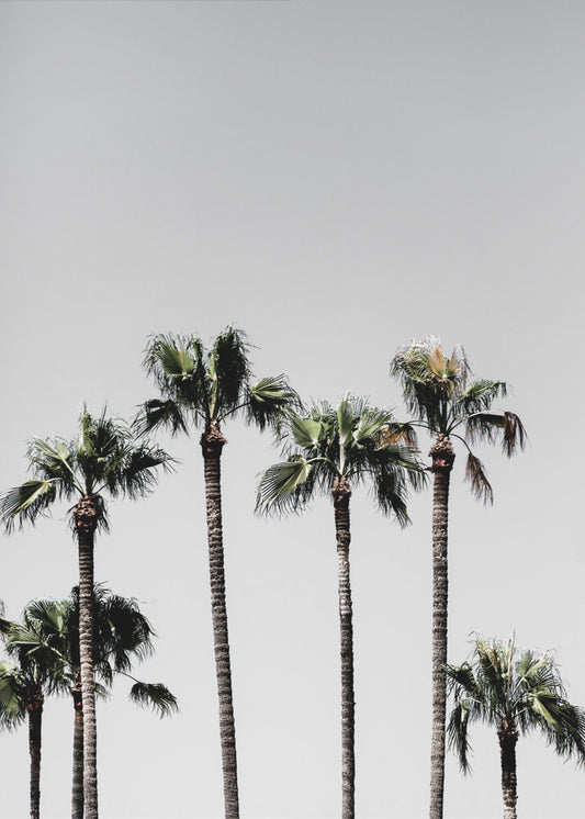 Palm Trees 5 | Poster