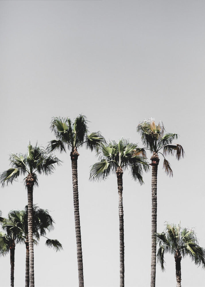 Palm Trees 5 | Canvas