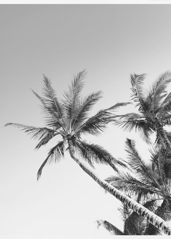 Tropical Silhouettes | Poster