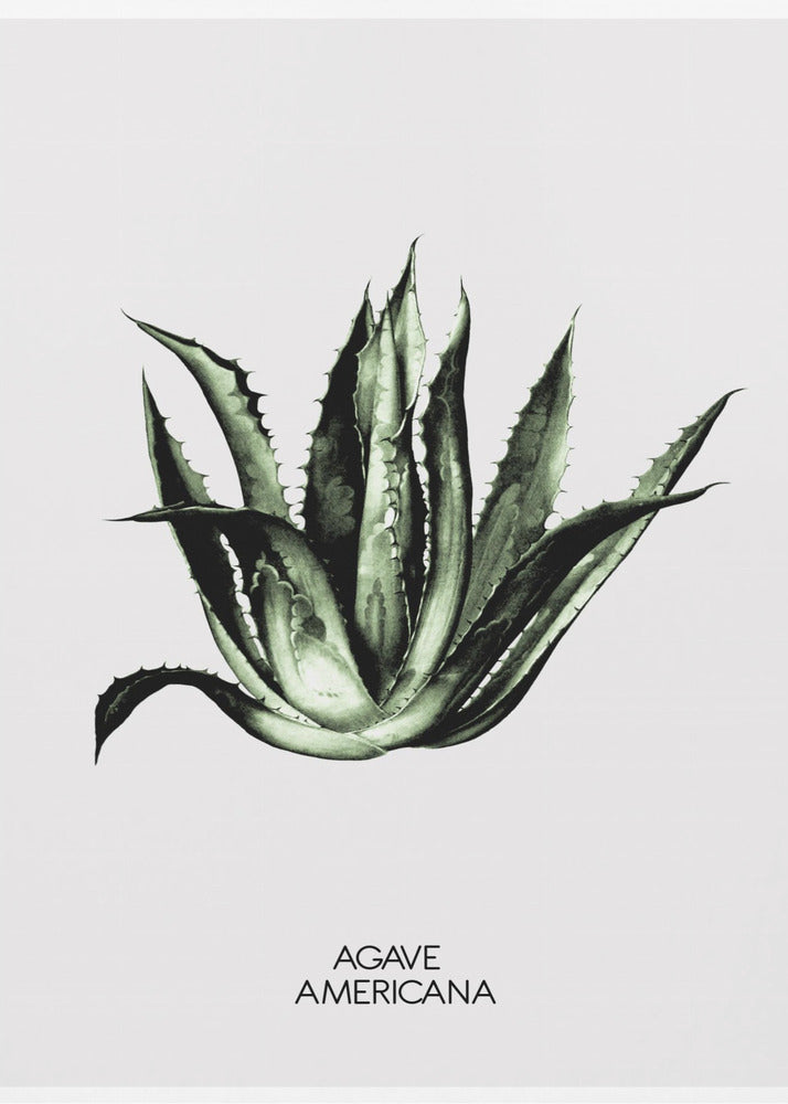 Green Agave Elegance | Canvas