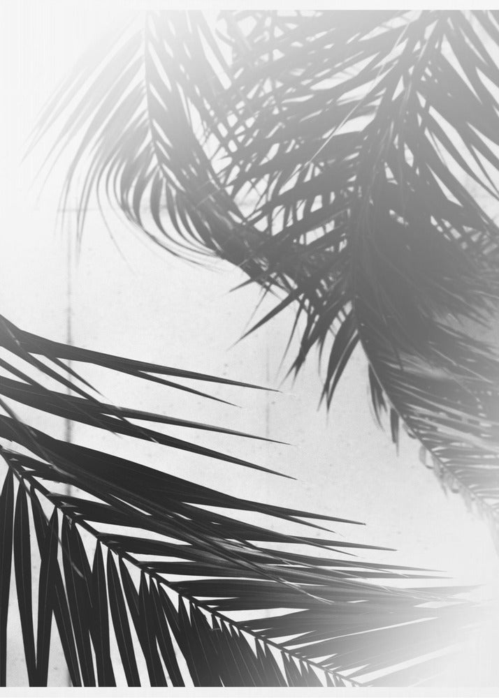 Palm Silhouettes | Poster