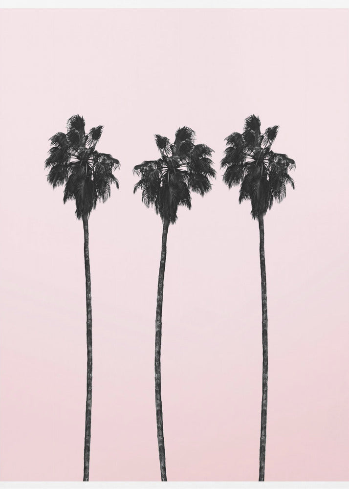 Three Tall Palms | Poster