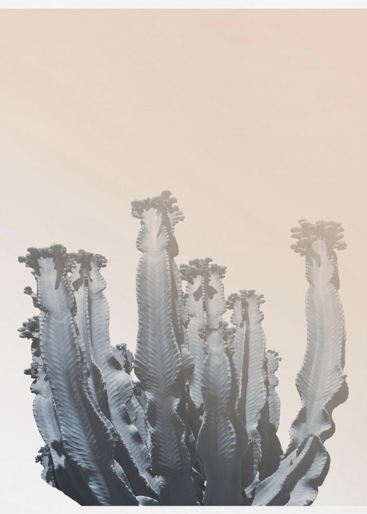 Cactus Silhouettes | Poster