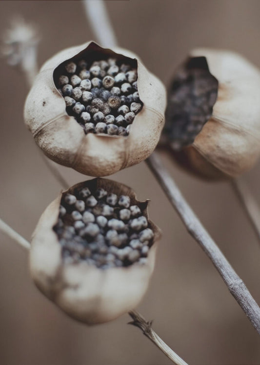 Nature&#039;s Capsules | Canvas