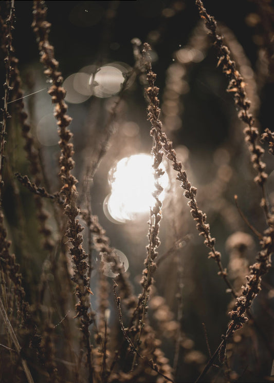 Autumn Lights 2 | Poster