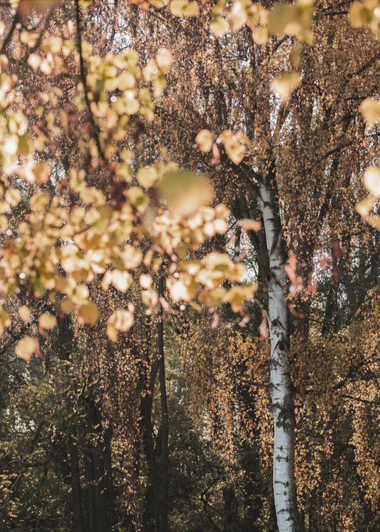 Autumn Birch Tree | Canvas