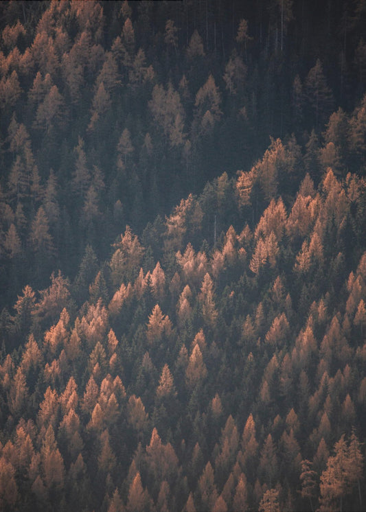 Autumn Woods 2 | Canvas