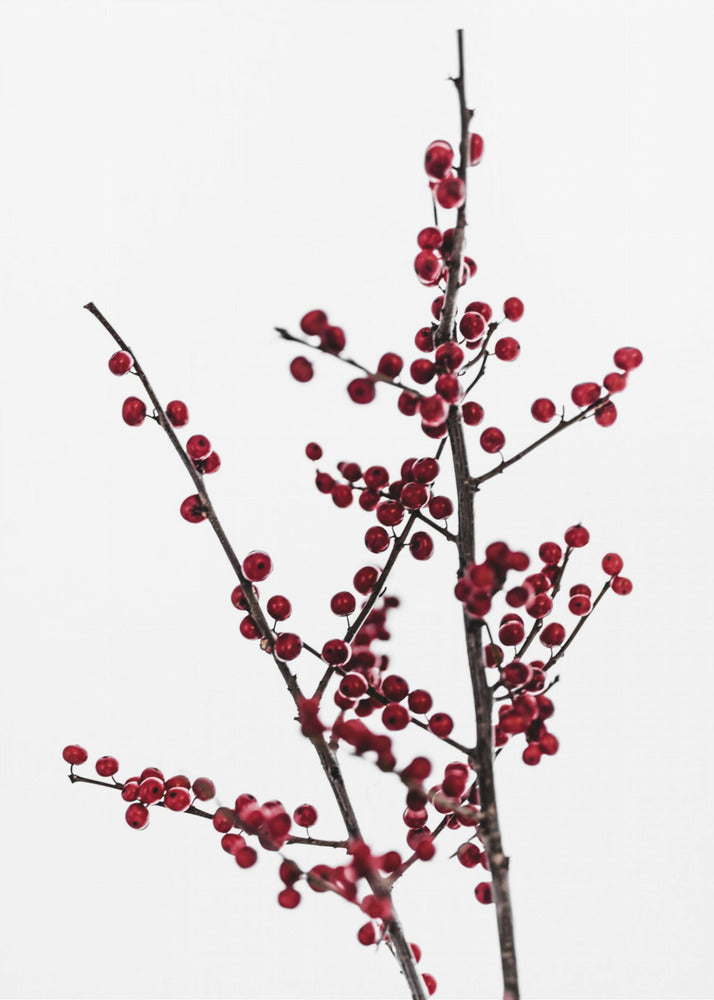 Red Berries 2 | Canvas