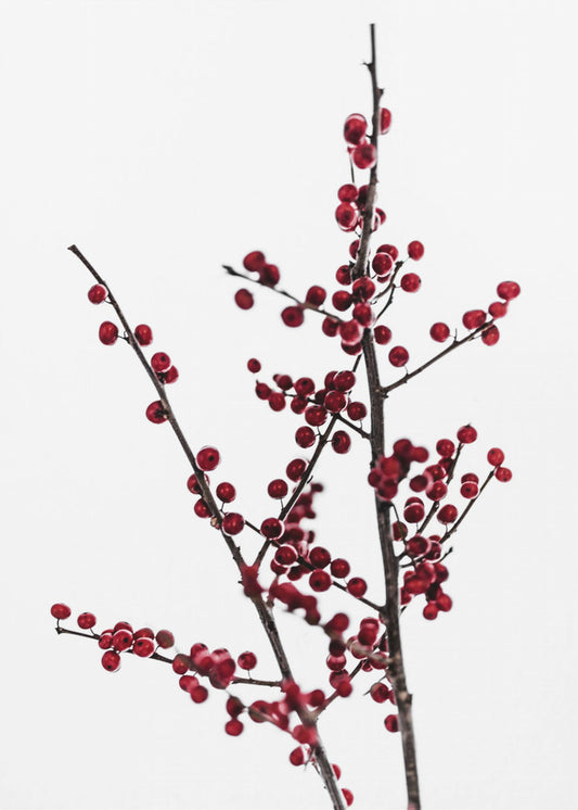 Red Berries 2 | Canvas