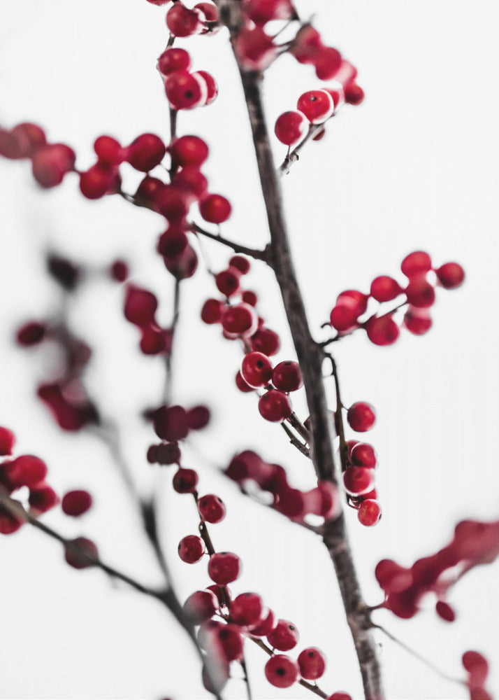 Red Berries 1 | Canvas