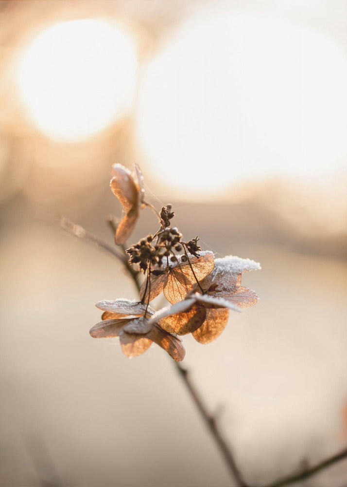 Hydrangea 4 | Poster