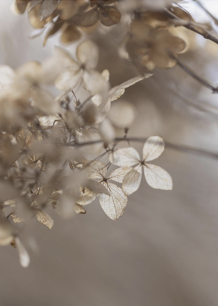 Hydrangea 1 | Canvas