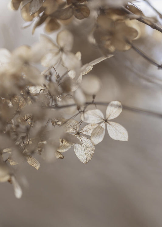 Hydrangea 1 | Canvas