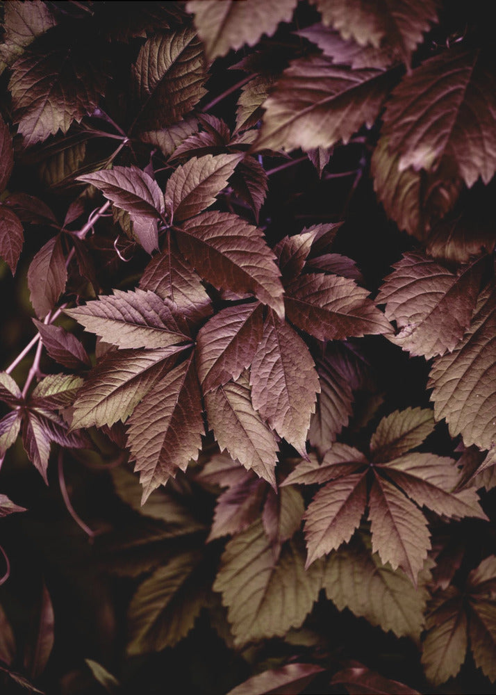 Autumn Leaves 13 | Poster