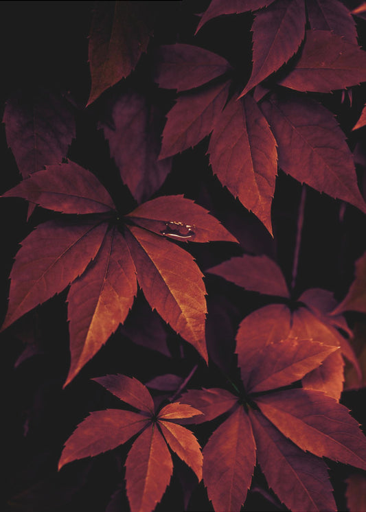 Dark Leaves 7X | Canvas