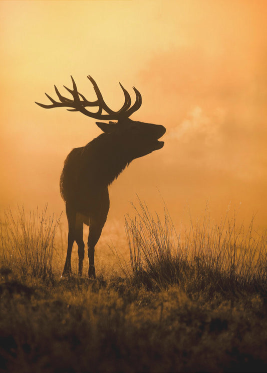 Morning call | Canvas