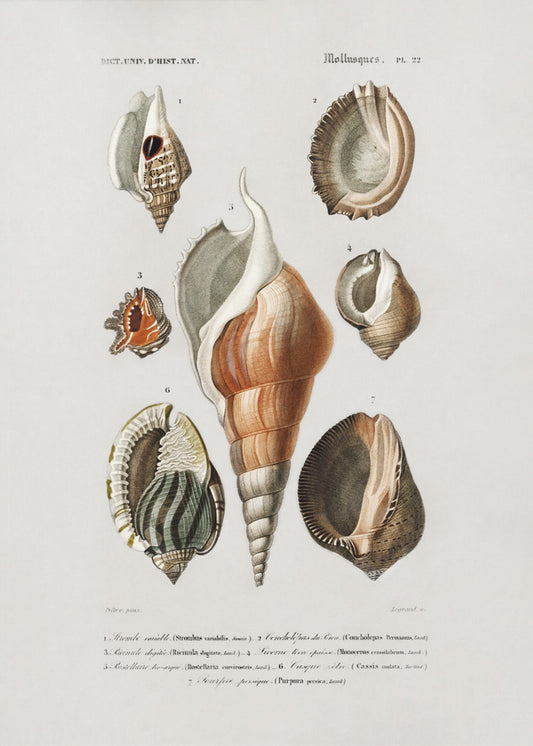 Different Types of Mollusks | Canvas
