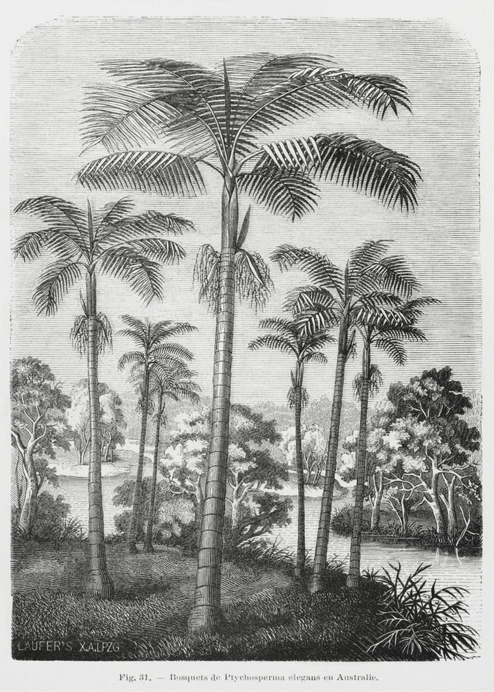 Vintage Palm Tree Drawing Ii | Poster