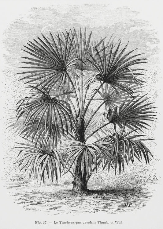 Vintage Palm Tree Drawing Xi | Poster