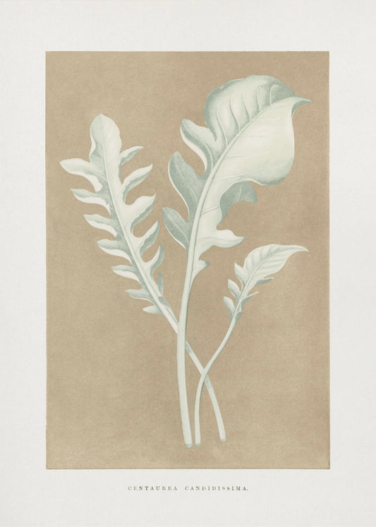 Centaurea Candidissima Leaf Illustration | Poster
