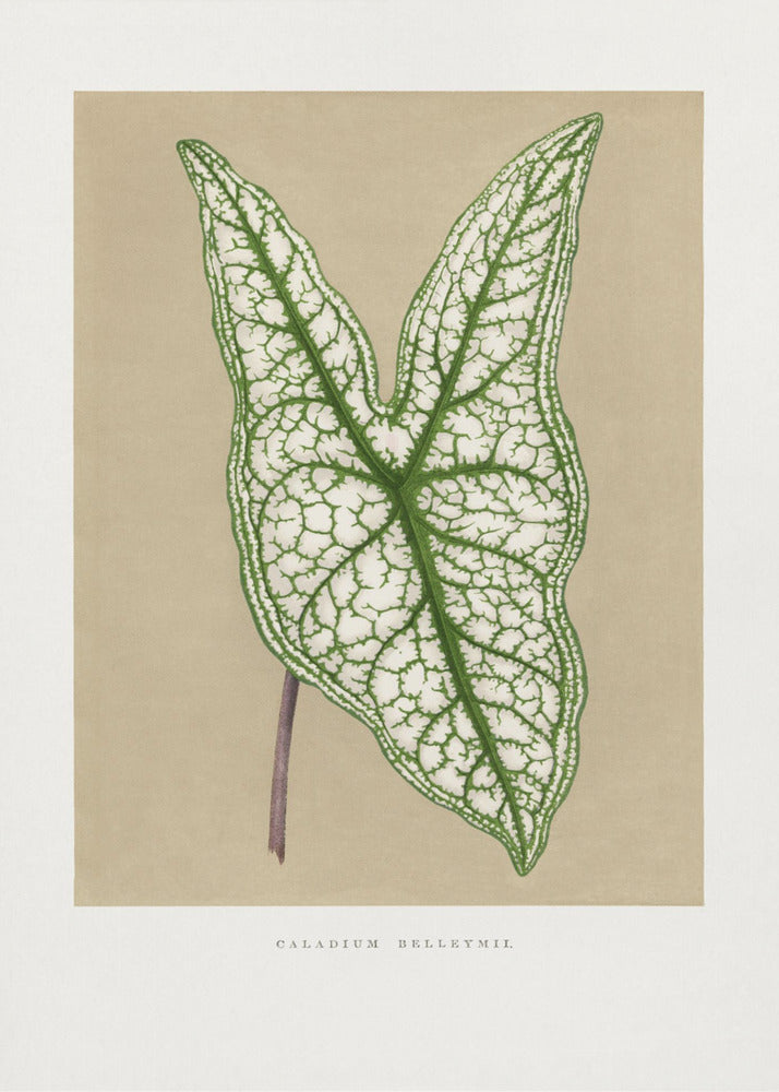 Green Caladium Belleymii Leaf Illustration | Poster