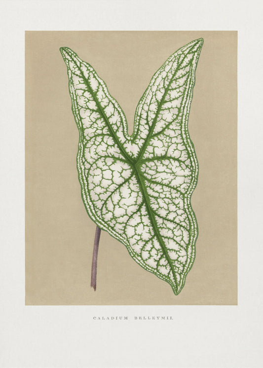 Green Caladium Belleymii Leaf Illustration | Poster