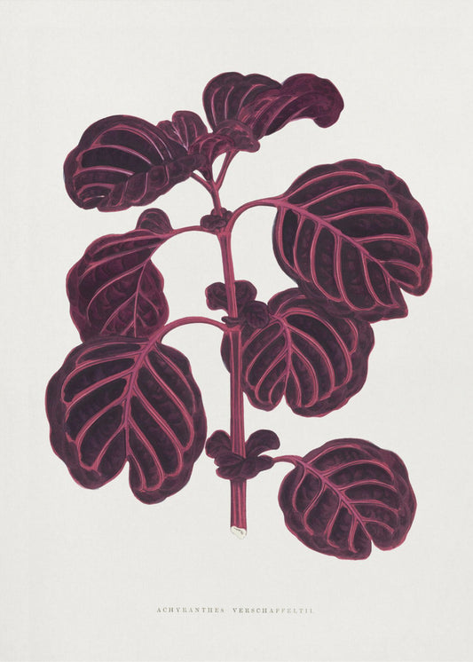 Pink Achyranthes Verschaffeltii Leaf Illustratio | Poster