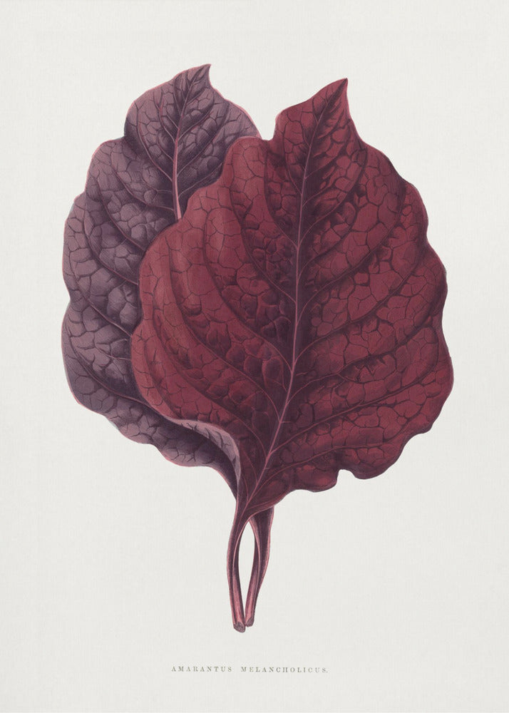 Pink Amarantus Leaf Illustration | Poster