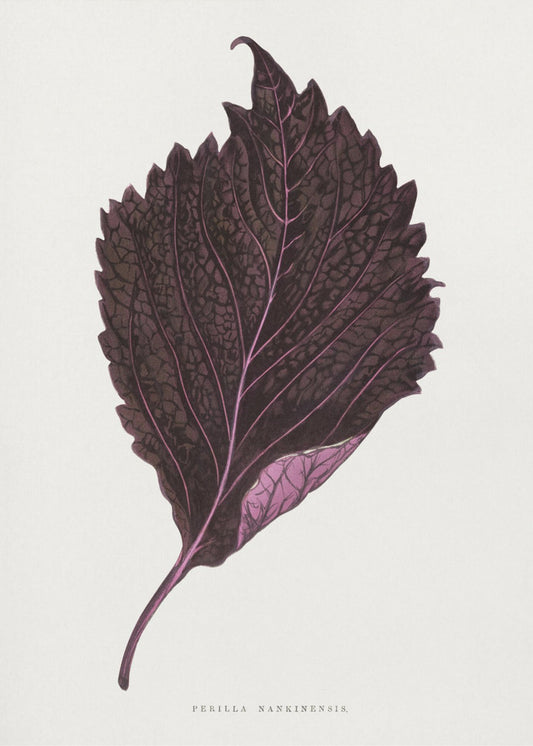 Pink Perilla Nankinensis Leaf Illustration | Poster