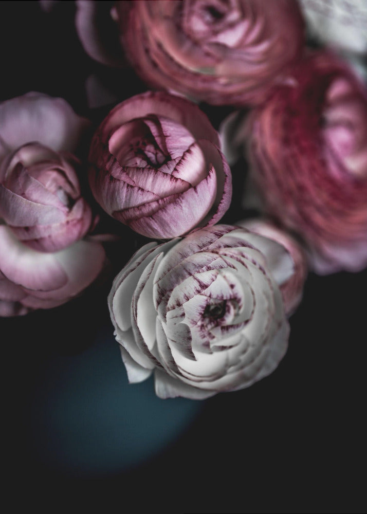 Dark Flowers 2 | Canvas