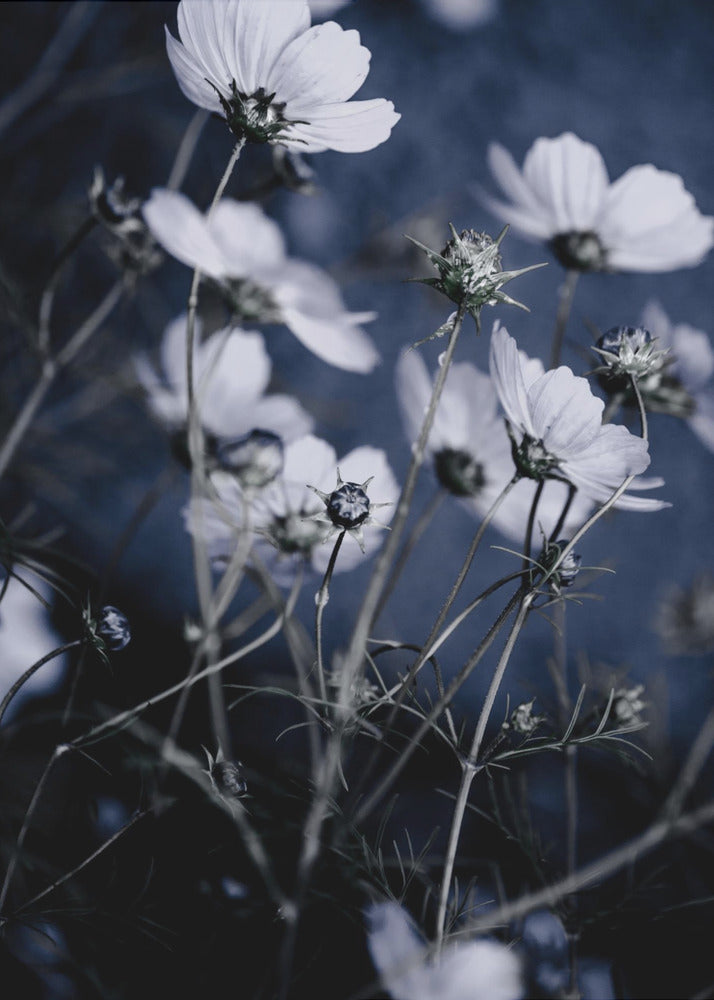 Wild Flowers 10 | Canvas