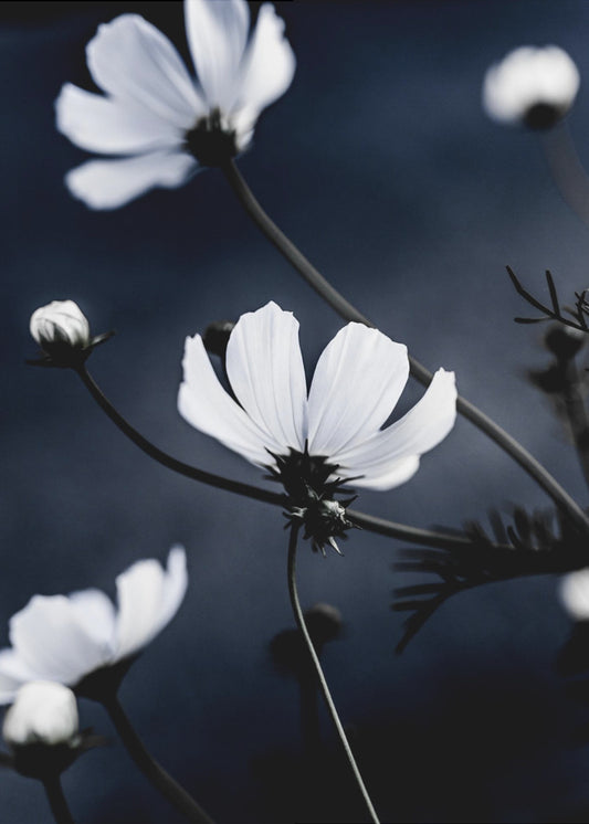 Wild Flowers 1 | Poster