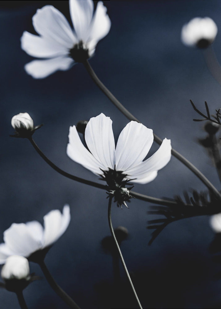 Wild Flowers 1 | Canvas