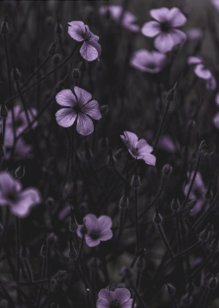 Dark Flowers 10 | Canvas
