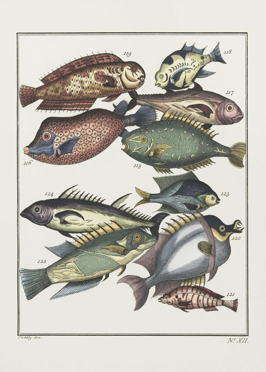 Exotic Fish (1767) By J V Schley | Canvas
