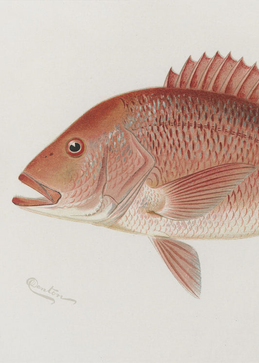 Red Snapper | Canvas