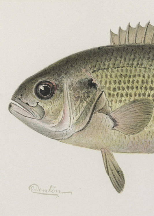 Rock Bass Crop | Canvas