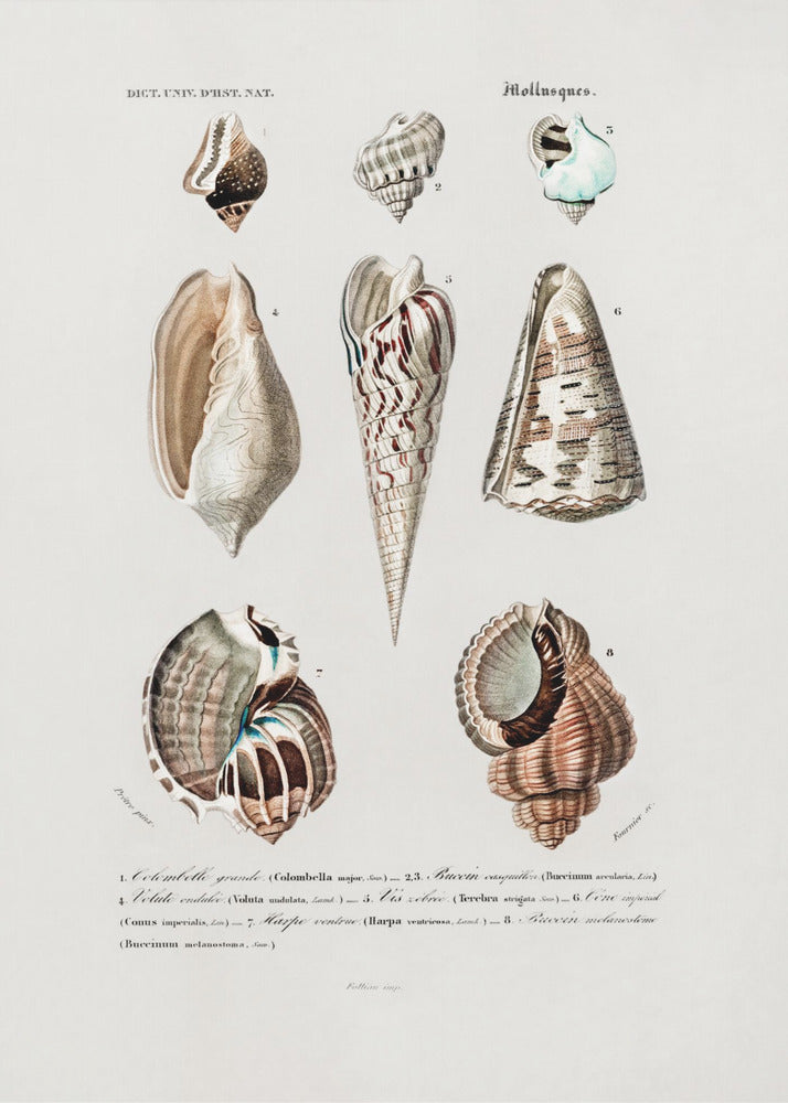 Sealife I | Canvas