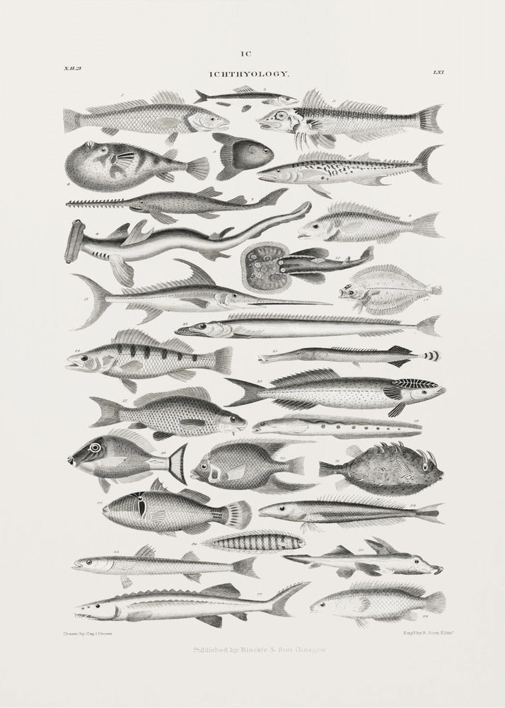 Sealife I | Poster