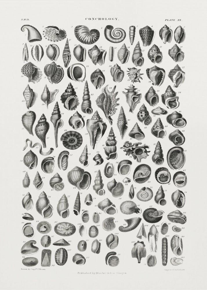 Sealife III | Poster