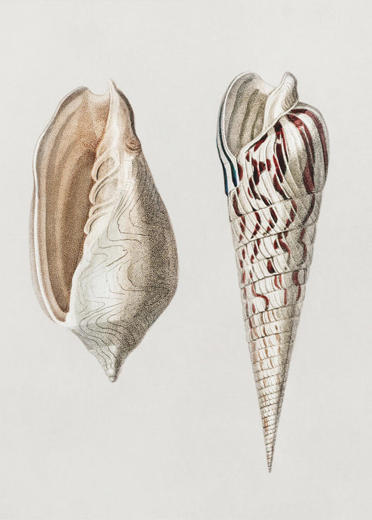 Two Mollusks Crop II | Poster